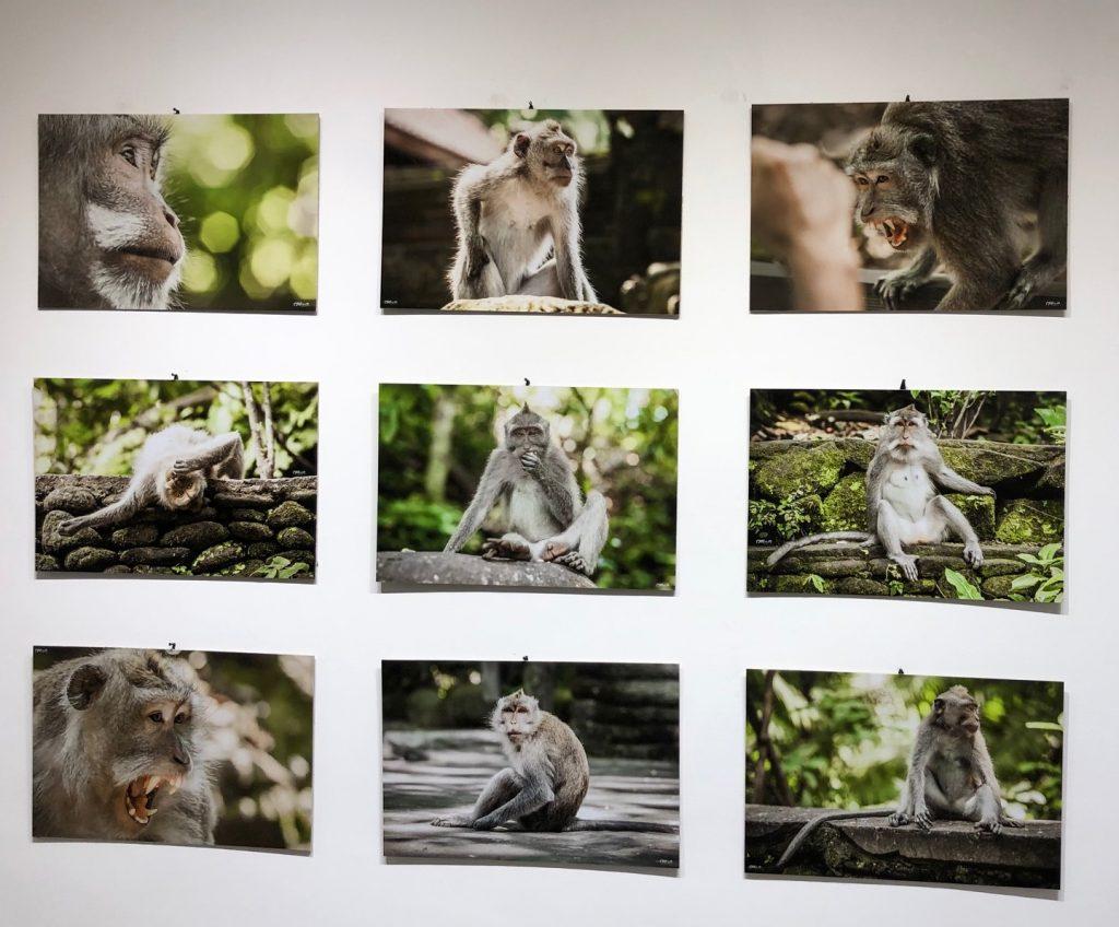 IMG_5397-1024x848 Otvorena izložba "Ja majmun", pogledajte portrete majmuna sa Balija