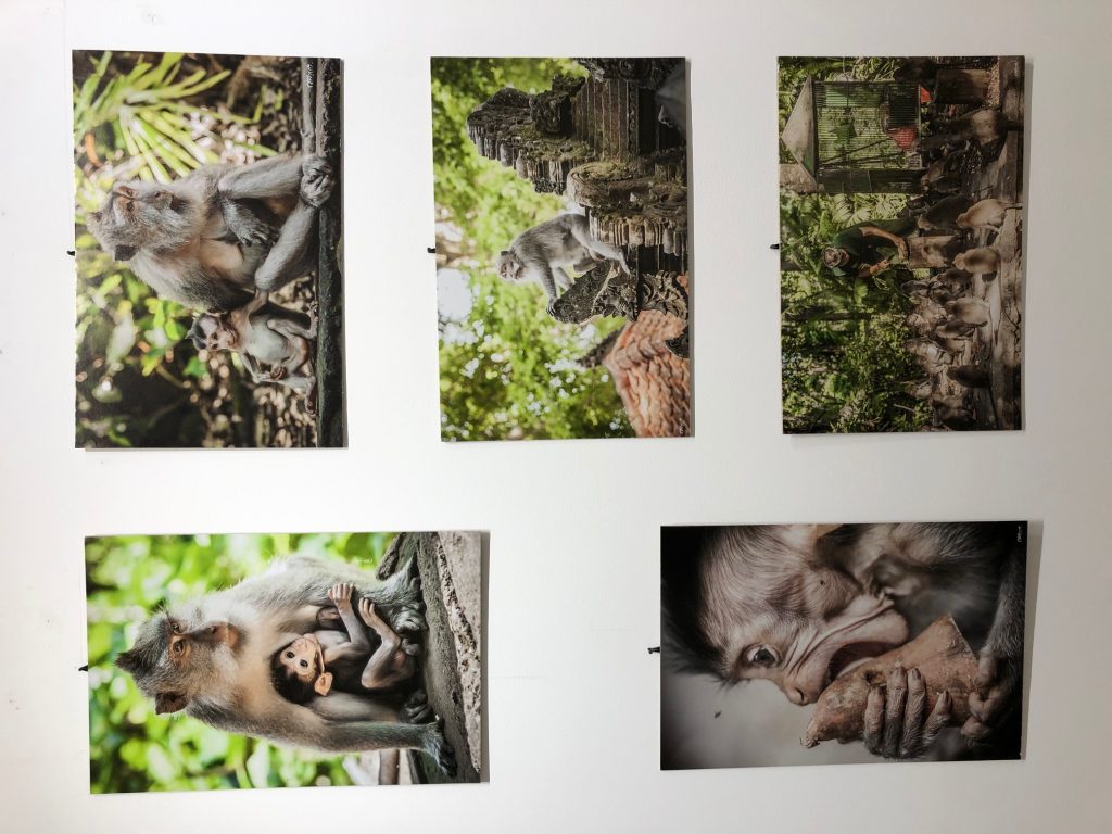 IMG_5399-1024x768 Otvorena izložba "Ja majmun", pogledajte portrete majmuna sa Balija