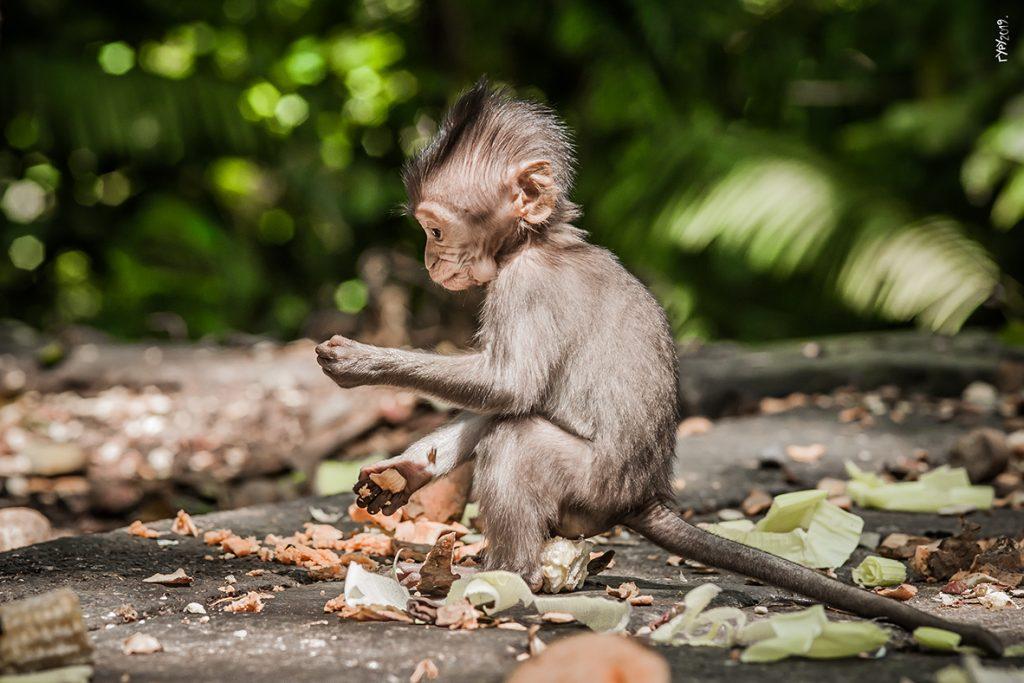 JA-MAJMUN-SMALL-007-1024x683 Otvorena izložba "Ja majmun", pogledajte portrete majmuna sa Balija