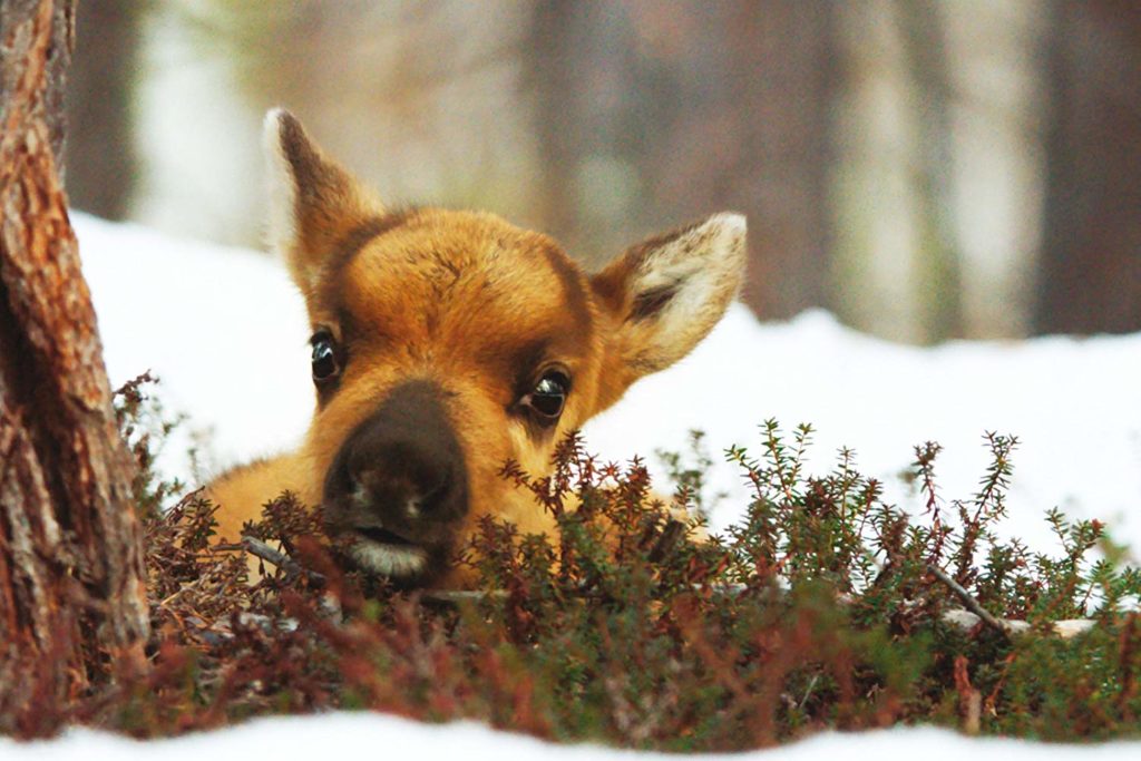 Ailovo-putovanje-1-1024x683 Besplatni filmovi ponedeljkom i četvrtkom