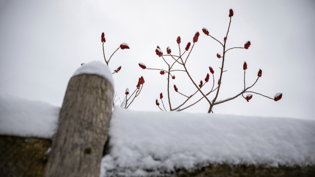 foto-1-1024x576 Kanada: Dar prirode za Dan zaljubljenih