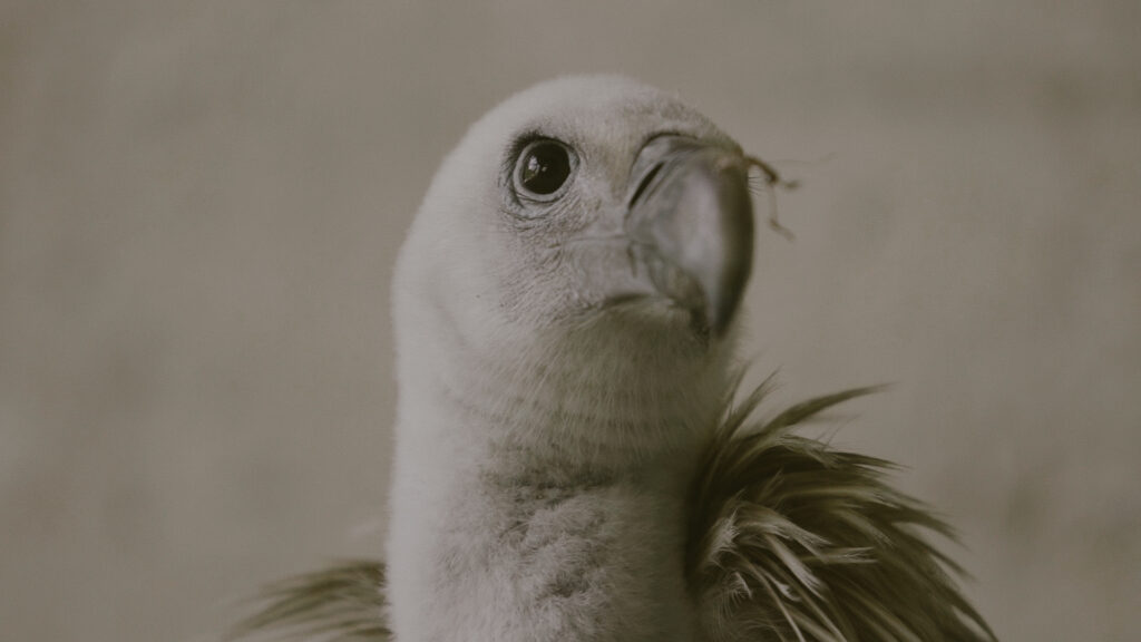 Metaplazma-slucaj-ptica-1024x576 Evropski i dokumentarci o ekologiji na Festivalu u Paliću